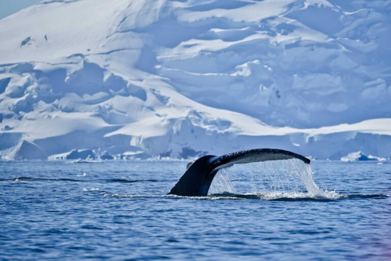 Antarctic experience