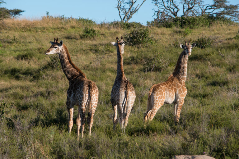 East London, South Africa