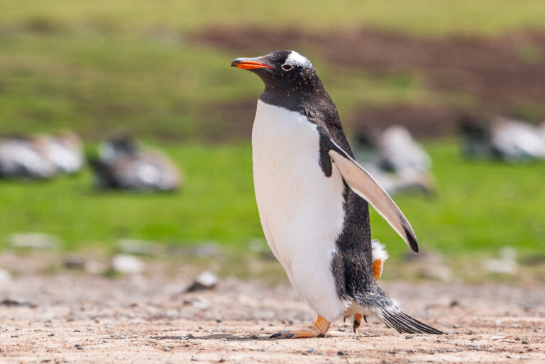 Falkland Islands