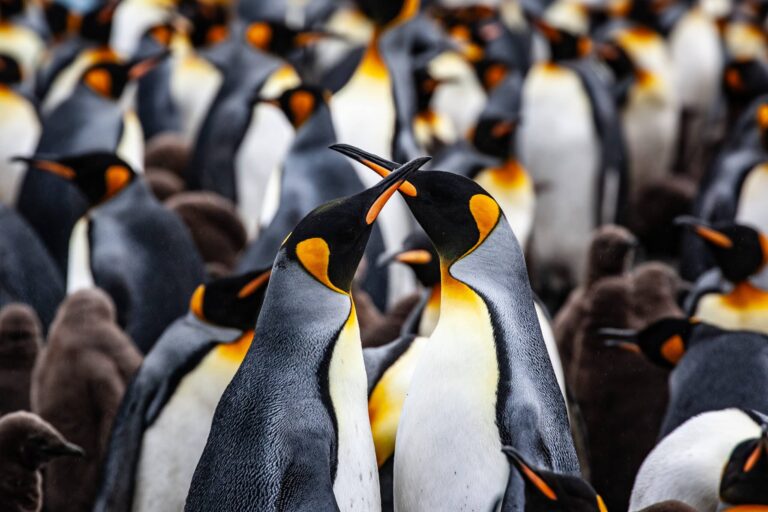 Falkland Islands