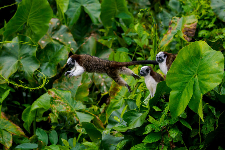 Fuerte Amador, Panama