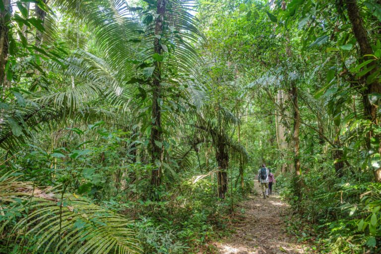 Puerto Prado Forest