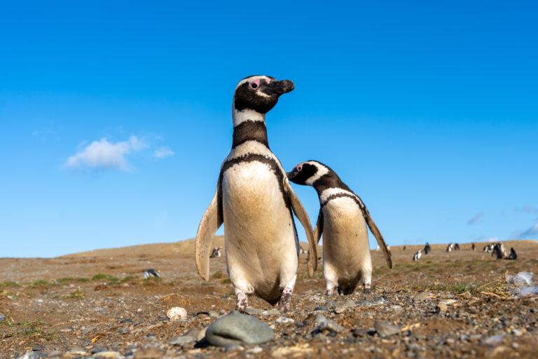 Punta Arenas, Chile