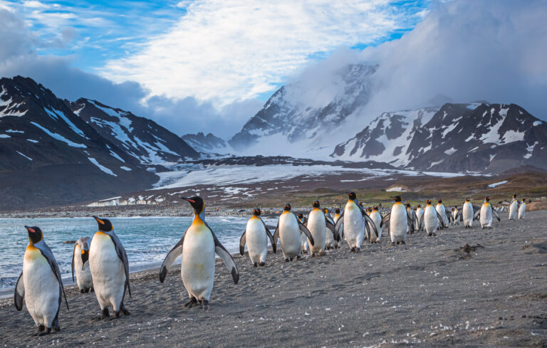 South Georgia Island, Atlantic Ocean