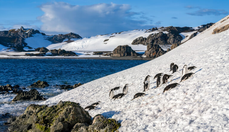 Antarctic experience