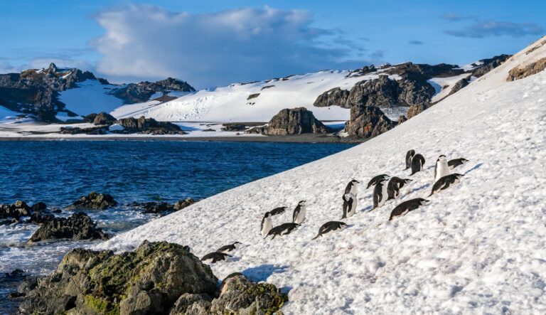 South Shetland Islands, Antarctica