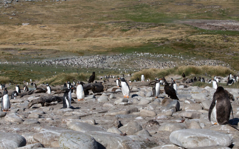 New Island to Westpoint Island, Falkland Islands
